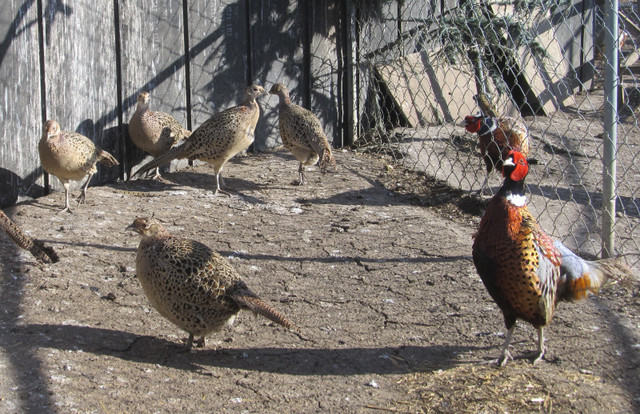 Pheasants in Livestock in Edmonton - Image 2
