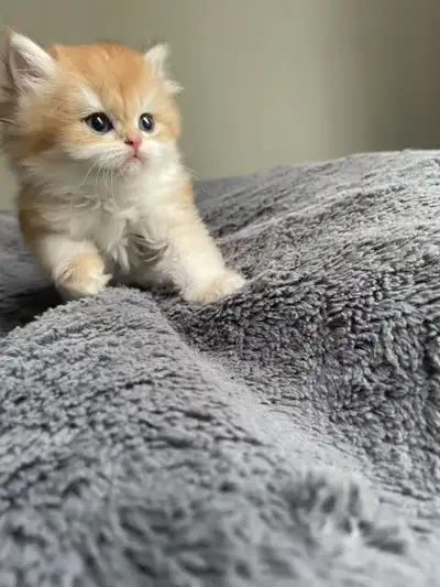 We are a British Shorthair cattery based in Surrey, BC, and we’re excited to announce that our newes...
