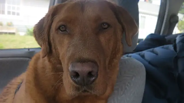 dog to foster for one year in Dogs & Puppies for Rehoming in Barrie - Image 2