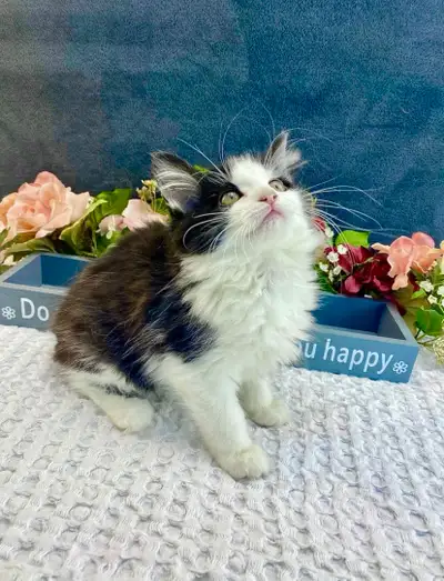 Well-Behaved Maine Coon Kitten, View more