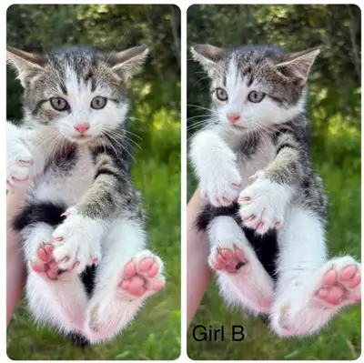 beautiful female kittens available now, View more