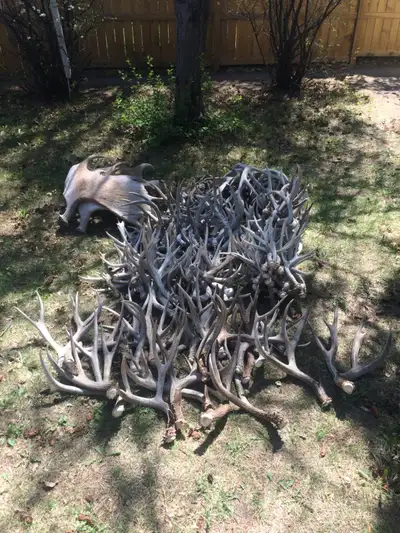 Deer Antler Sheds - Elk - Moose, View more