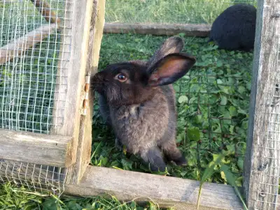 Purebred Silver Fox Rabbits, View more