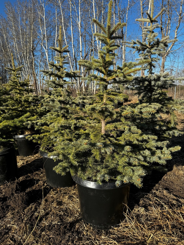 Blue Spruce Trees for sale  in Plants, Fertilizer & Soil in La Ronge - Image 4
