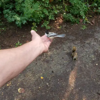 Retired male needs a companion, View more