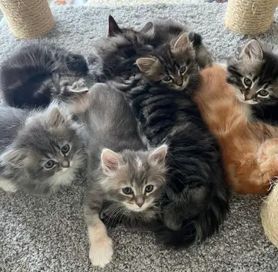 PUREBRED HYPOALLERGENIC SIBERIAN KITTENS, View more
