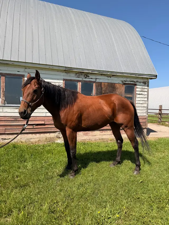 Thoroughbred mare for sale! in Horses & Ponies for Rehoming in Edmonton - Image 3