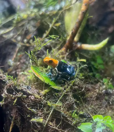 Exo Terra Complete Set Up + dart frogs & morning geckos, View more