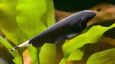 Black Ghost Knifefish for Rehoming, View more