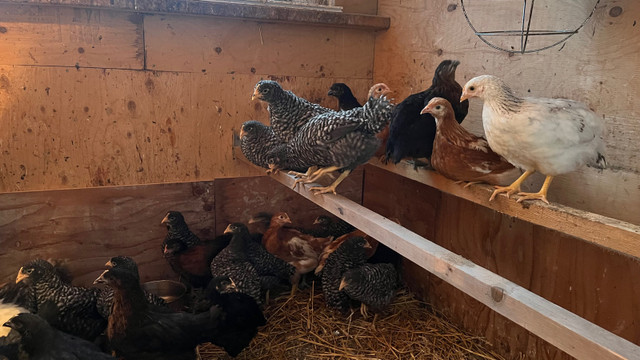 Egg Laying Hens / Chickens / chicks  in Livestock in Mississauga / Peel Region