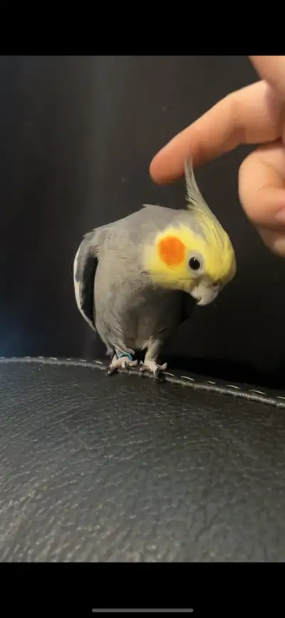 2 year old cocktail bird, View more