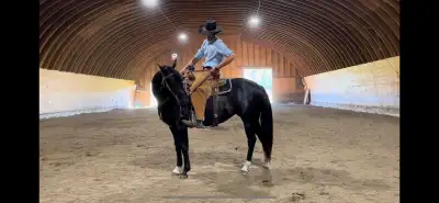 Horse Training, View more