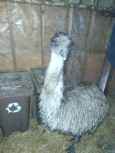 Emu couple, View more