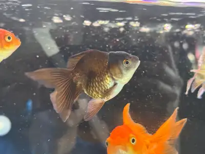 oranda goldfish (med), View more