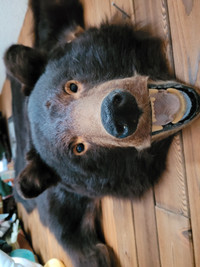 Black Bear hide wall hanging taxidermy