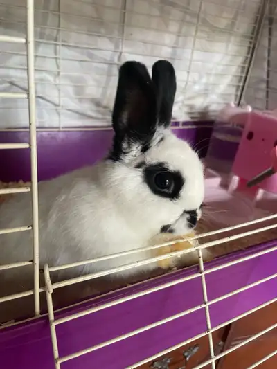 Bunnies for Sale, View more
