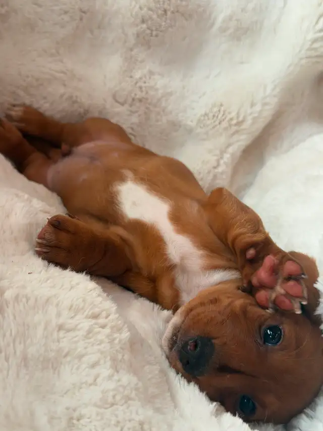 Dachshund Puppies in Dogs & Puppies for Rehoming in Vernon - Image 2