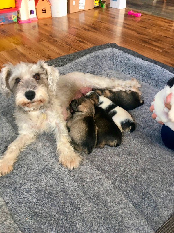 Pure Miniature Schnauzer Puppies in Dogs & Puppies for Rehoming in North Bay - Image 4