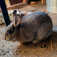 Rabbit with Cage Enclosure, 1 Year Old, Female