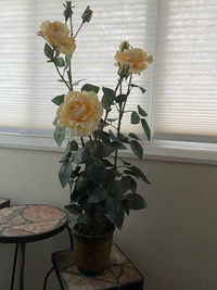 Yellow Roses