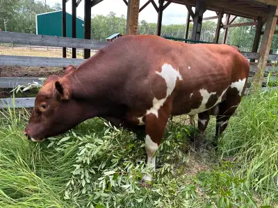 Breeding Bull for Sale – Angus x Simmental Cross, View more