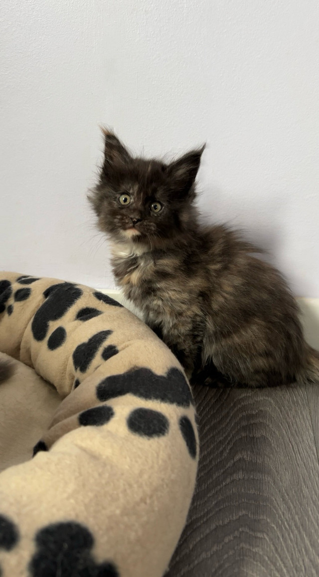 Purebred Maine Coon, Kittens have arrived!!  in Cats & Kittens for Rehoming in Strathcona County - Image 4