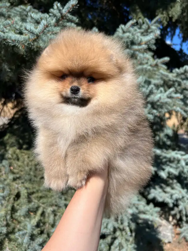 Tiny Teddy Bear Pomeranian Boy in Dogs & Puppies for Rehoming in Vernon - Image 2