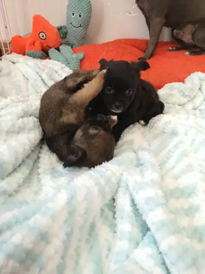 SALE REDUCED PRICING AS BREEDER IS DOWNSIZING ❤️❤️ VALENTYNE ENTERPRISE LICENCED KENNEL REGISTERED B...