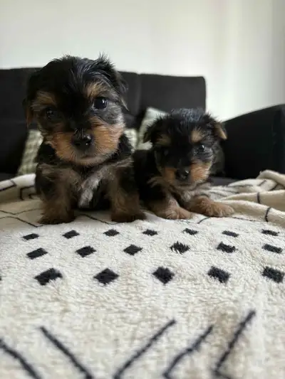 Yorkie puppies, View more