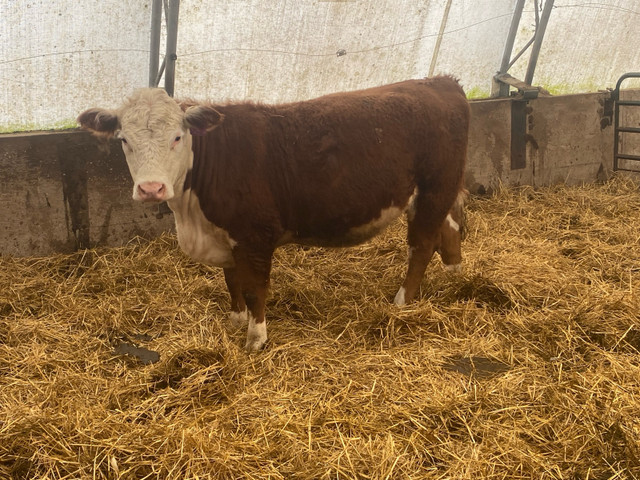 Purebred Registered Hereford Pairs and Bred Heifers in Livestock in Annapolis Valley - Image 3