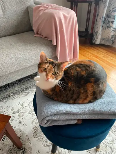 Belle chatte en pleine santé, non dégriffée, stérilisée. Affectueuse et enjouée. Recherche propriéta...