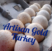 Artisan Gold turkey hatching eggs & poults
