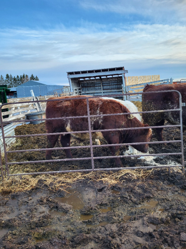 Yearing Shorthorn bull in Livestock in Winnipeg - Image 2