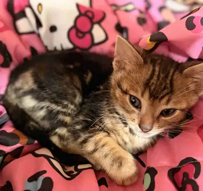 bébé Bengal, View more