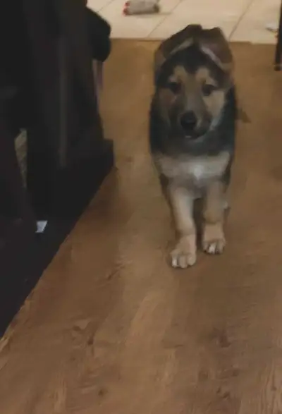 Male German Shepherd Puppy, View more