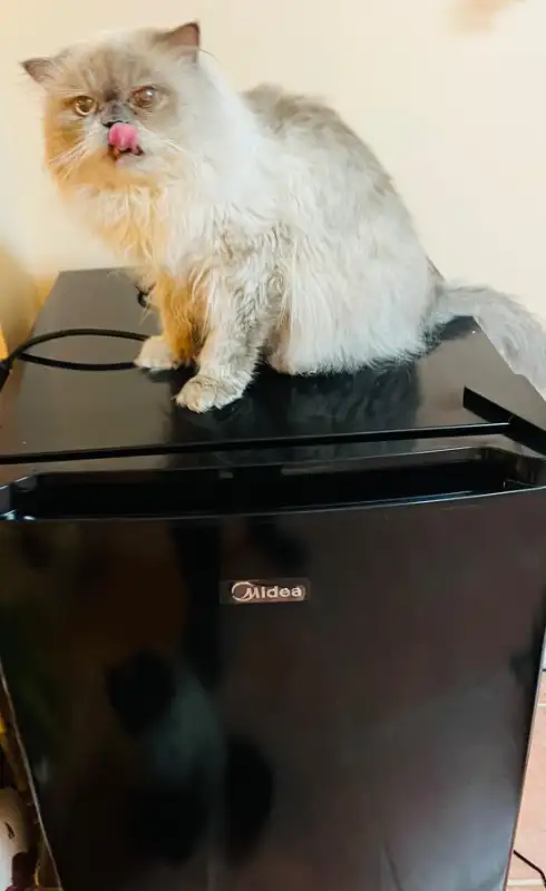 Midea 3.0 cu ft Upright Mini Freezer, Black, Compact in Freezers in City of Halifax - Image 6