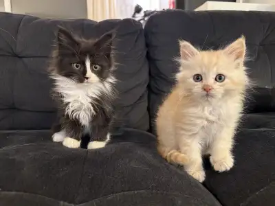 Four beautiful Maine Coon kittens just over 2 months old. All are TICA registered, vaccinated, and d...