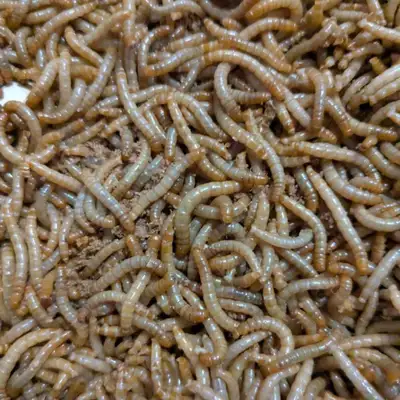Mealworms, View more