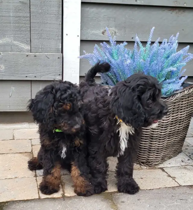 Adorable Cockapoo Puppies in Dogs & Puppies for Rehoming in Woodstock - Image 5