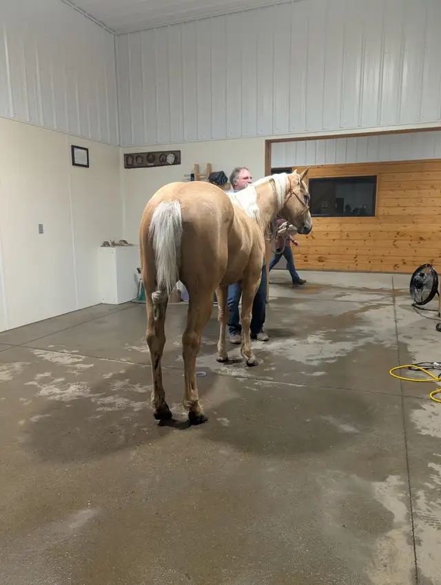 Registered Quarter horse, Palomino Stallion !! in Horses & Ponies for Rehoming in Edmonton - Image 5