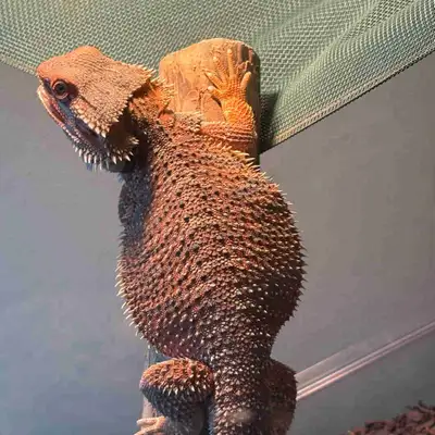 Dragon Barbu, View more