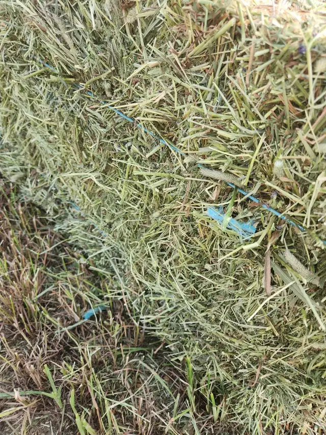 hay for sale  in Livestock in Red Deer - Image 3