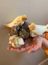 5x Baby cockatiels 