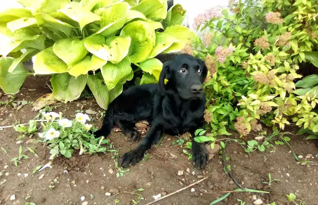 Labrador retriever puppies in Dogs & Puppies for Rehoming in Owen Sound - Image 2