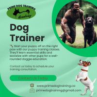 Intermediate Dog Training Services
