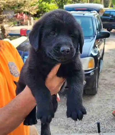 NOT MY PUPS CALL MATHIEU 819-923-8131 Sir Great Pyrenees Dam Labrador Retriever Both on site for you...