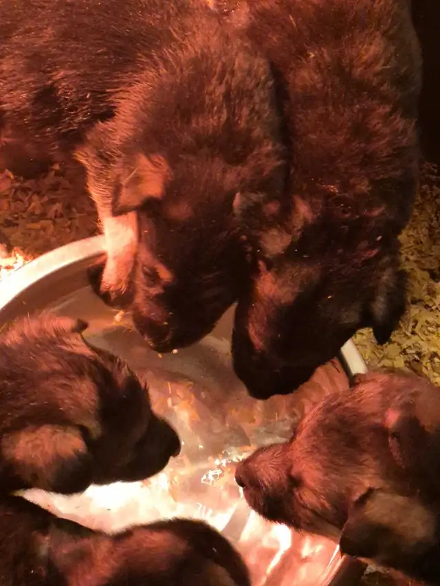 Puppies german shepherd/ Chiots berger allemand in Dogs & Puppies for Rehoming in Moncton - Image 8