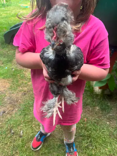 Silkie x salmon faverolle roosters, View more