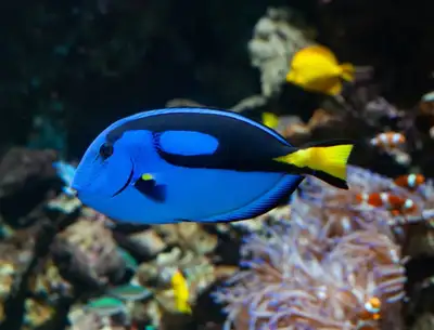 blue hippo tang/ dory, View more