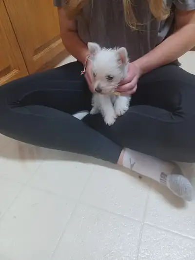 WESTIE BABY GIRL, View more